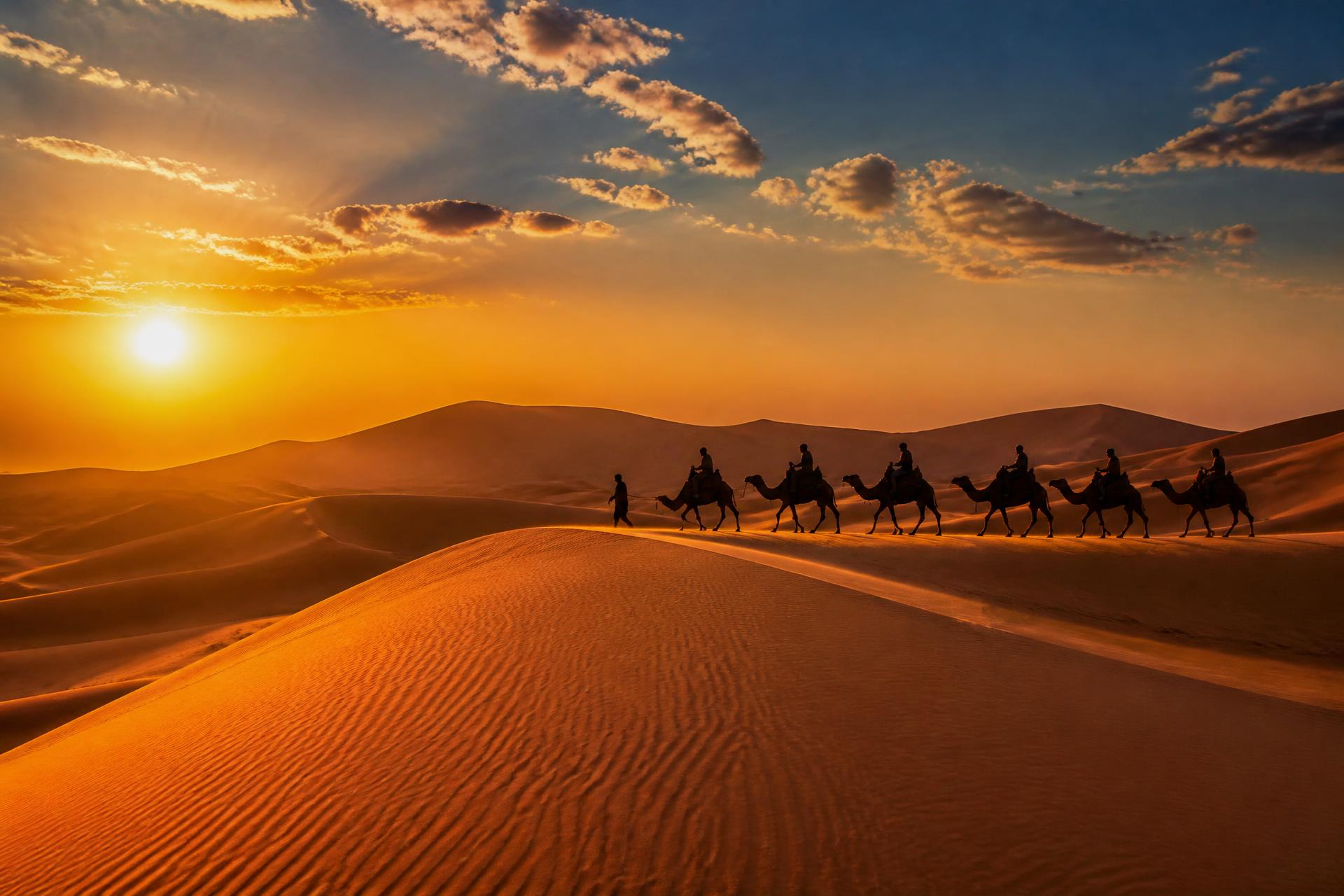 Camel caravan silhouetted on Sahara dunes at sunset