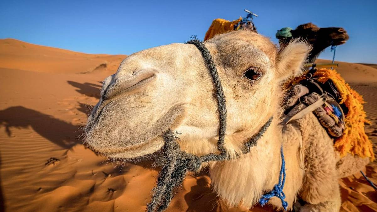 10-Day Complete Morocco Tour from Casablanca