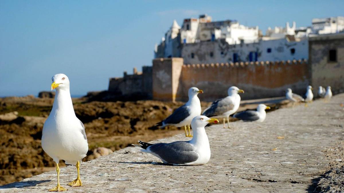 Essaouira Day Trip from Marrakech